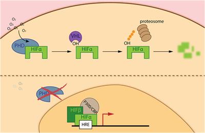 Hypoxia Pathway Proteins As Central Mediators of Metabolism in the Tumor Cells and Their Microenvironment